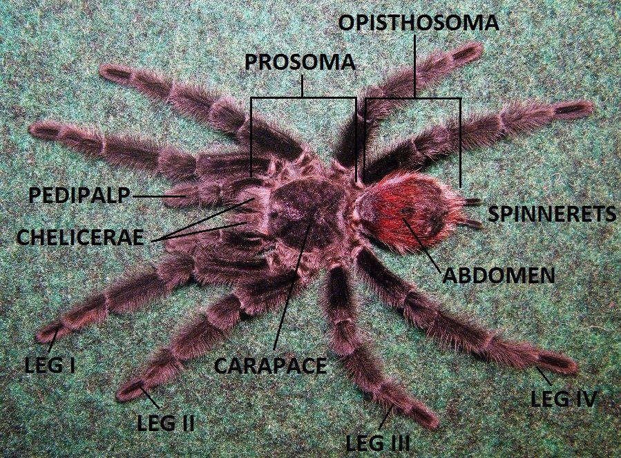 A slightly indepth guide to tarantula anatomy and taxonomic terms